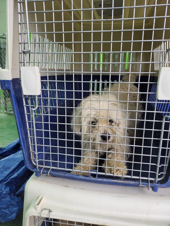함안군유기동물보호소_448540202300156