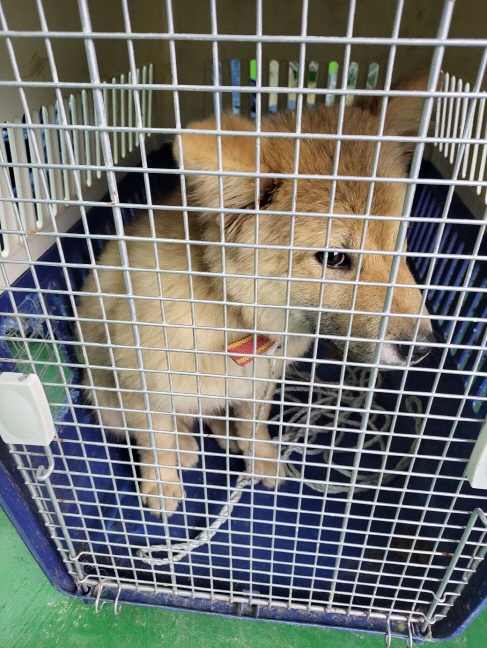 함안군유기동물보호소_448540202300157