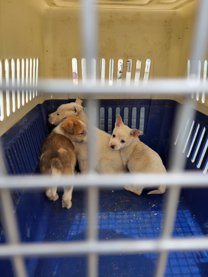 함안군유기동물보호소_448540202300153