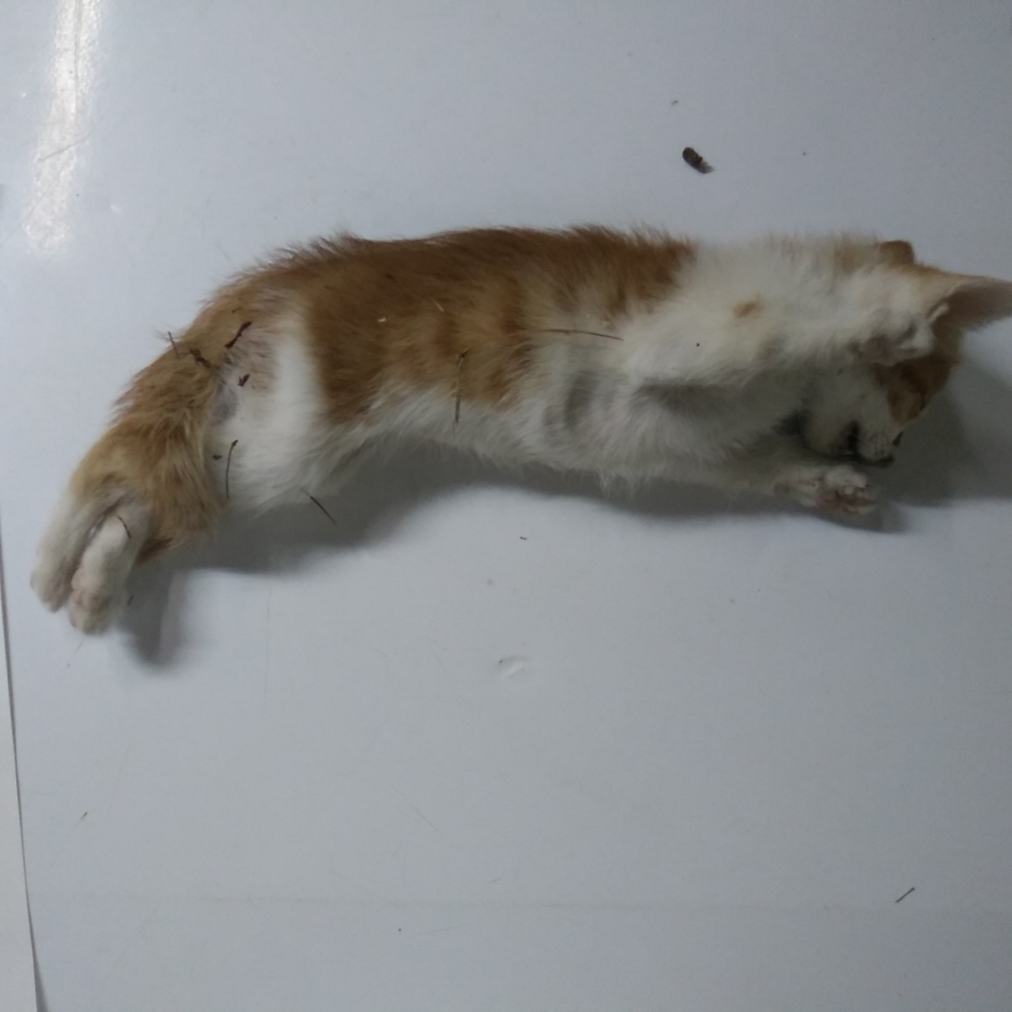 인천광역시수의사회_428353202300676