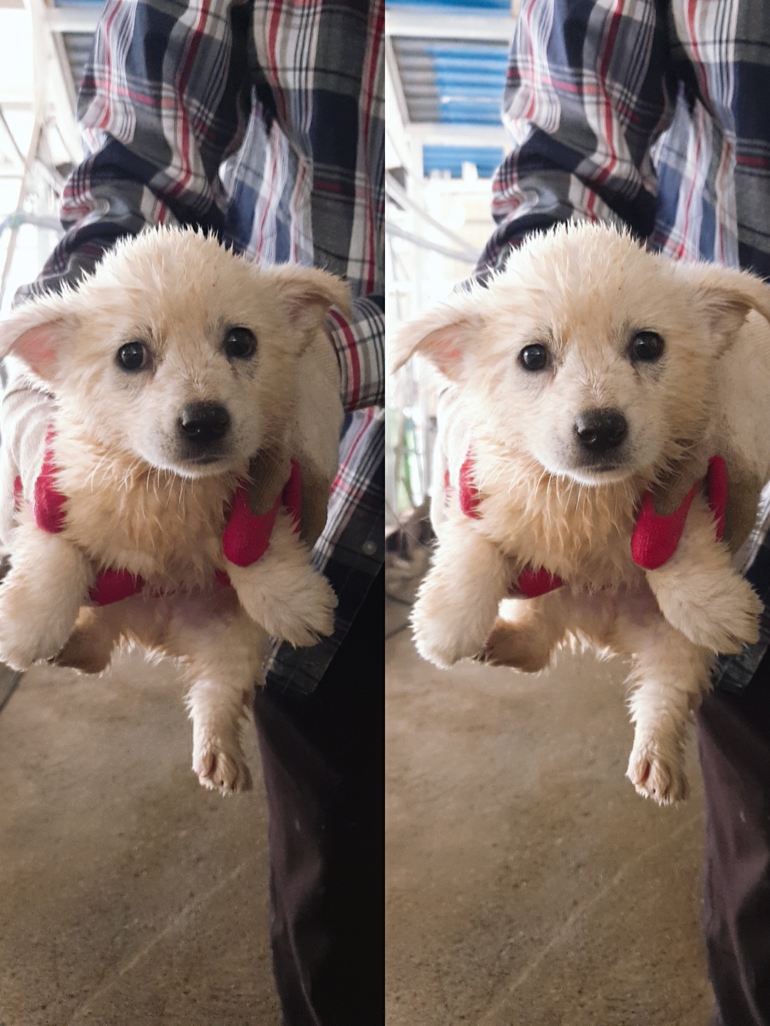 남양동물보호센터_441553202301540