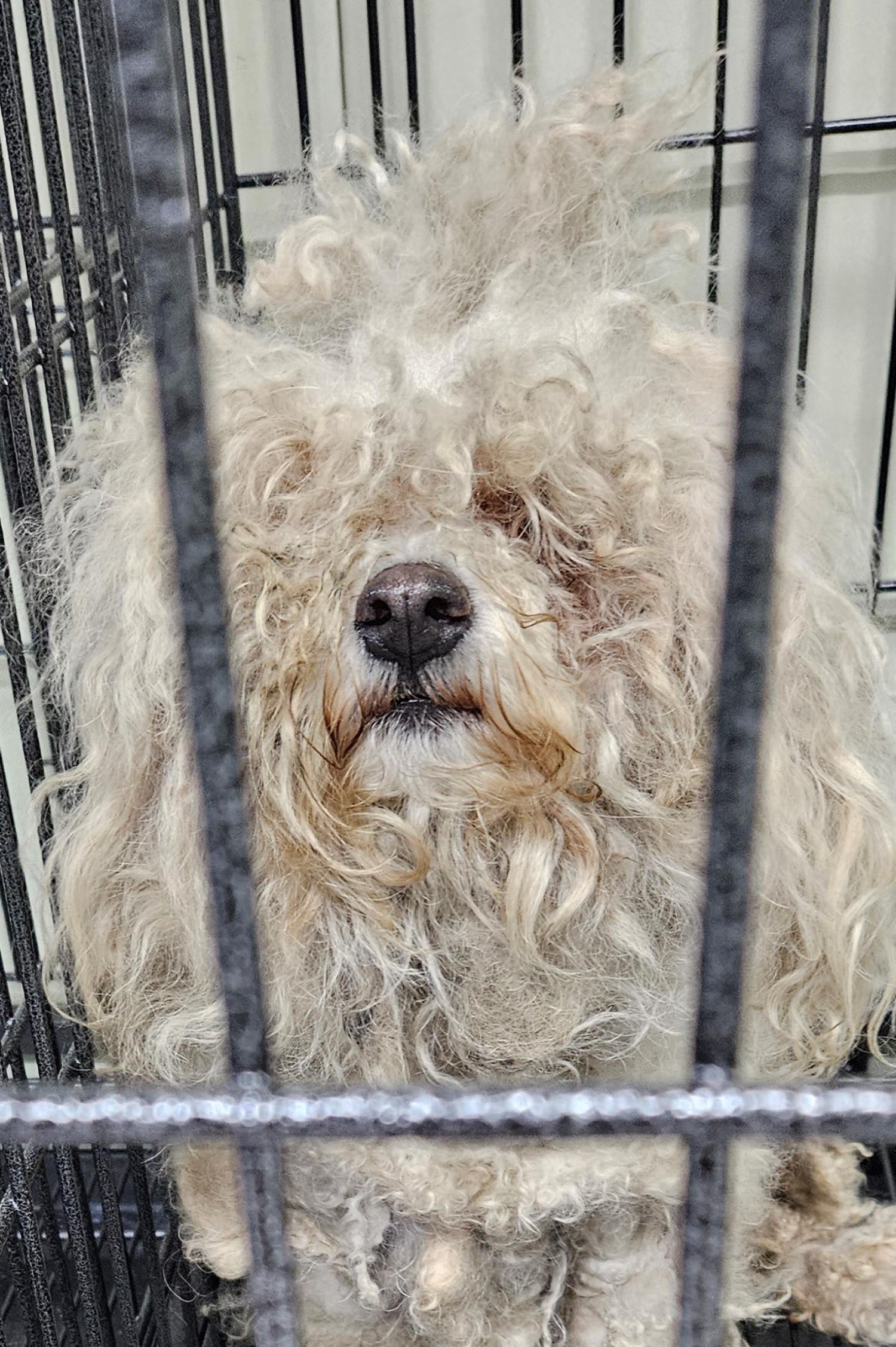 대구유기동물보호센터_427342202300323