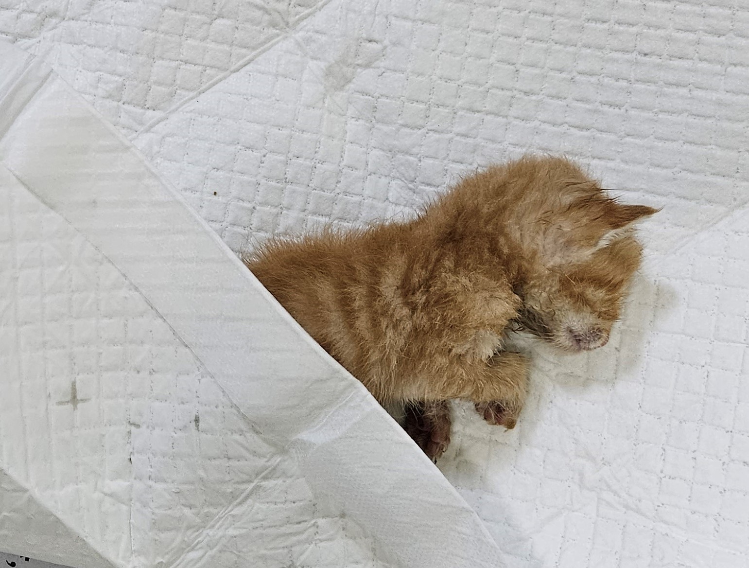 대구유기동물보호협회_427345202300326