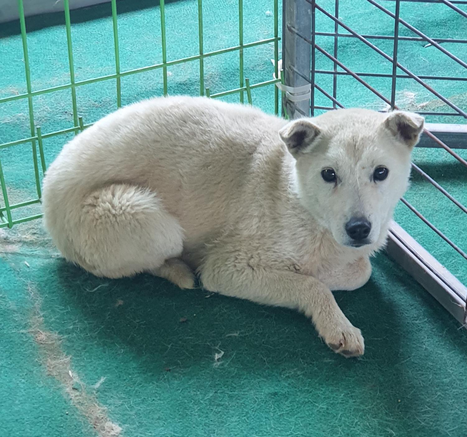진도군임시보호소	_446500202300238