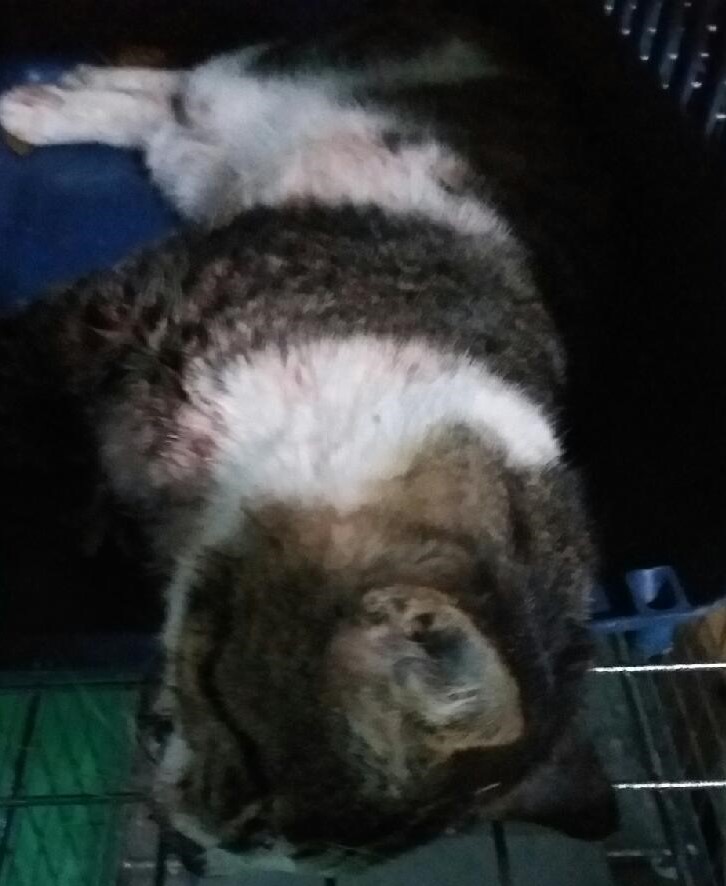 대구유기동물보호협회_427345202300328