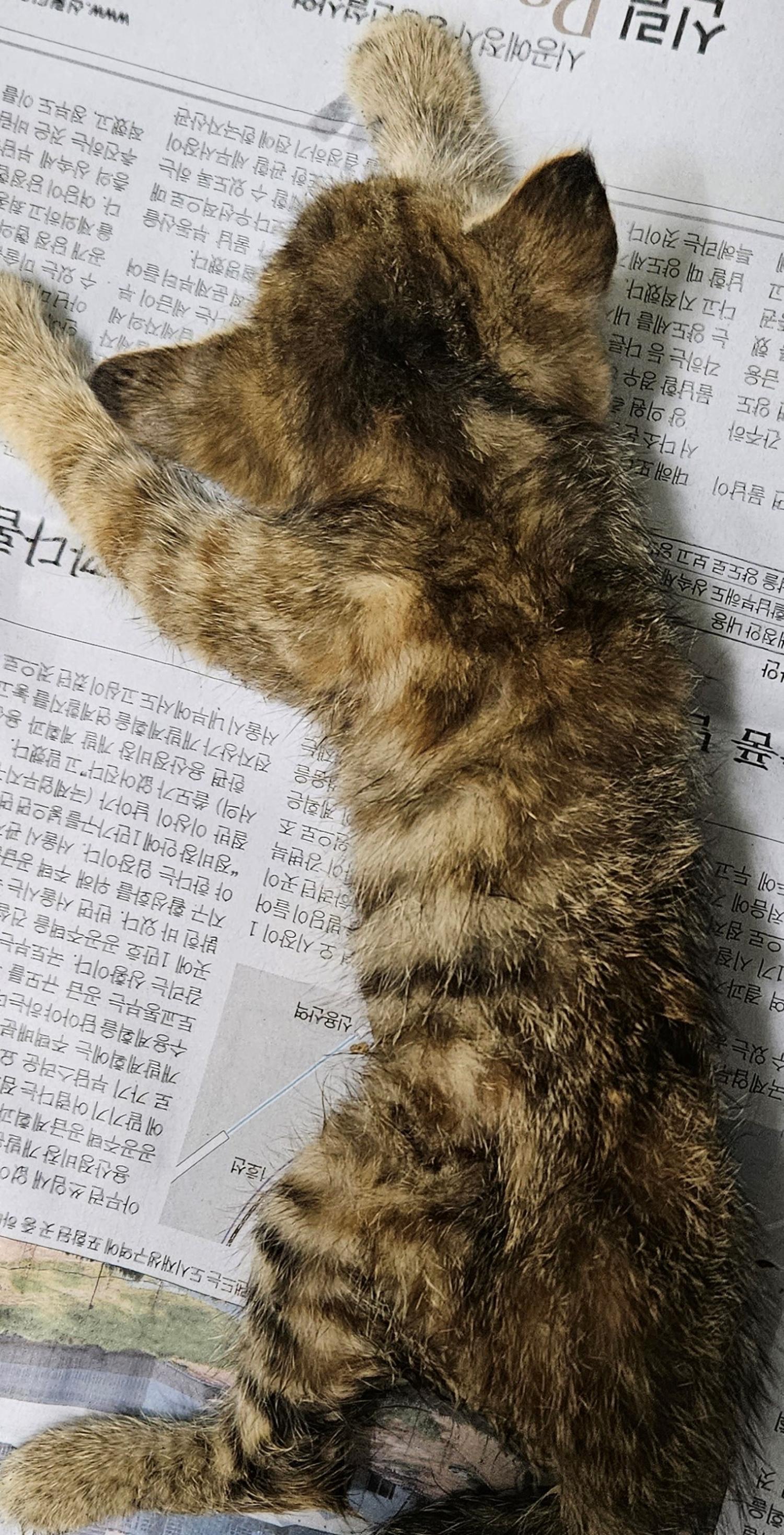 대구유기동물보호센터_427342202300321