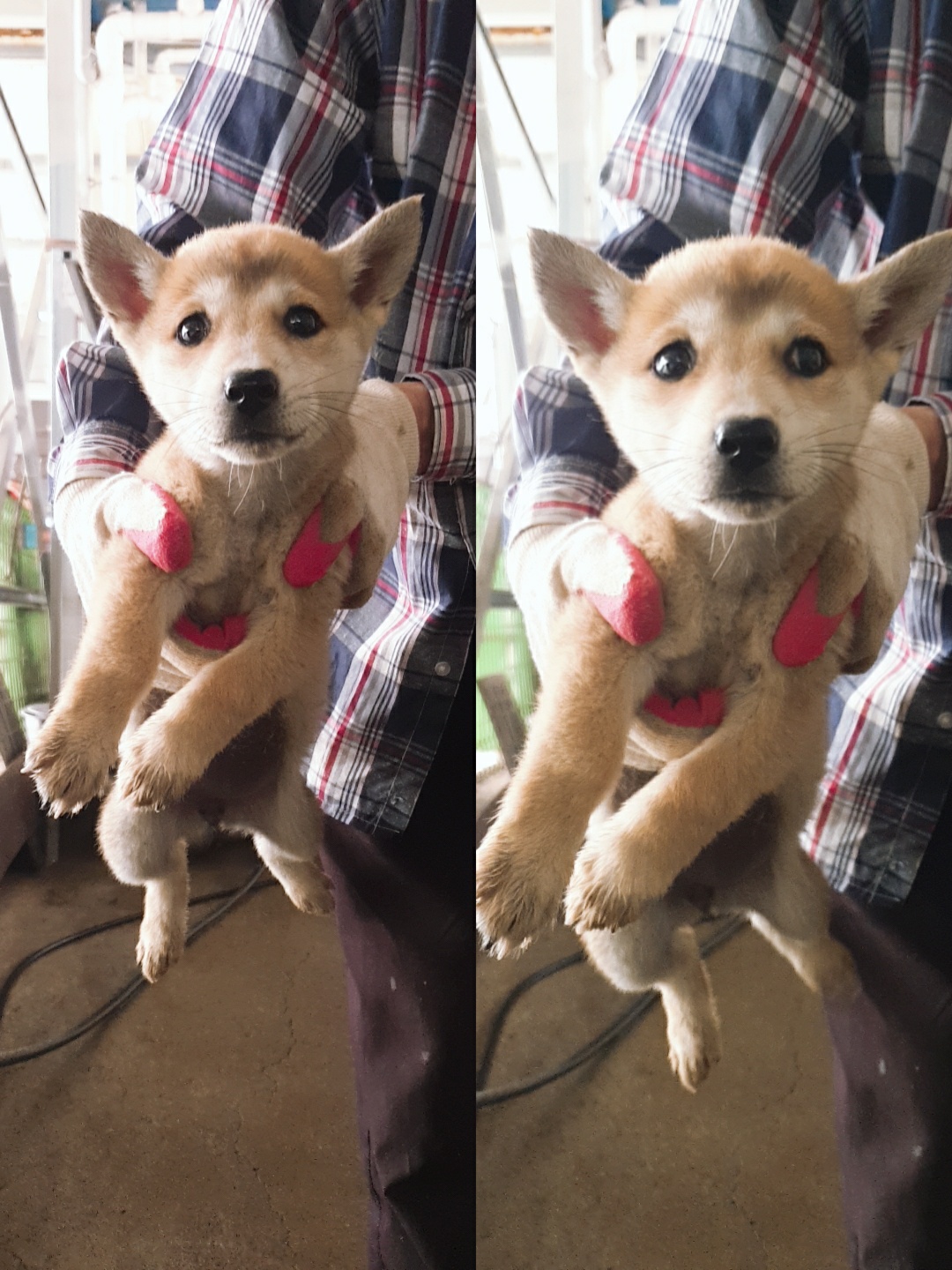 남양동물보호센터_441553202301534