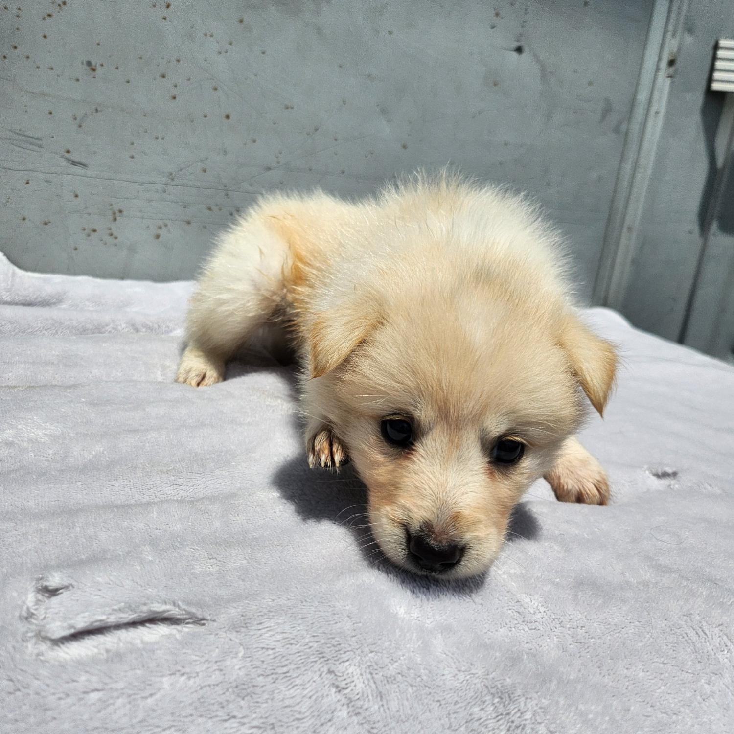 부산동물보호센터_426326202300191