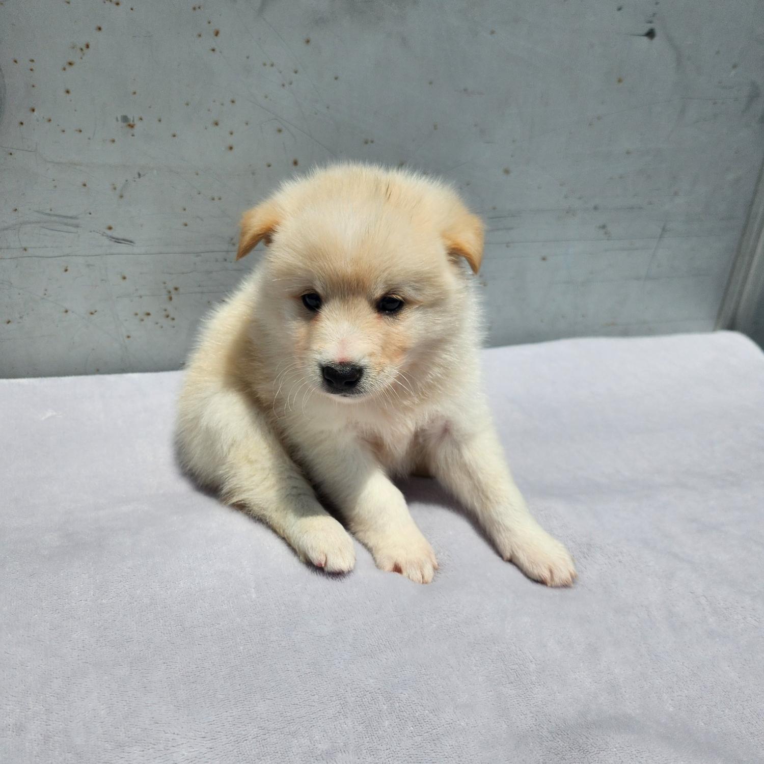 부산동물보호센터_426326202300188