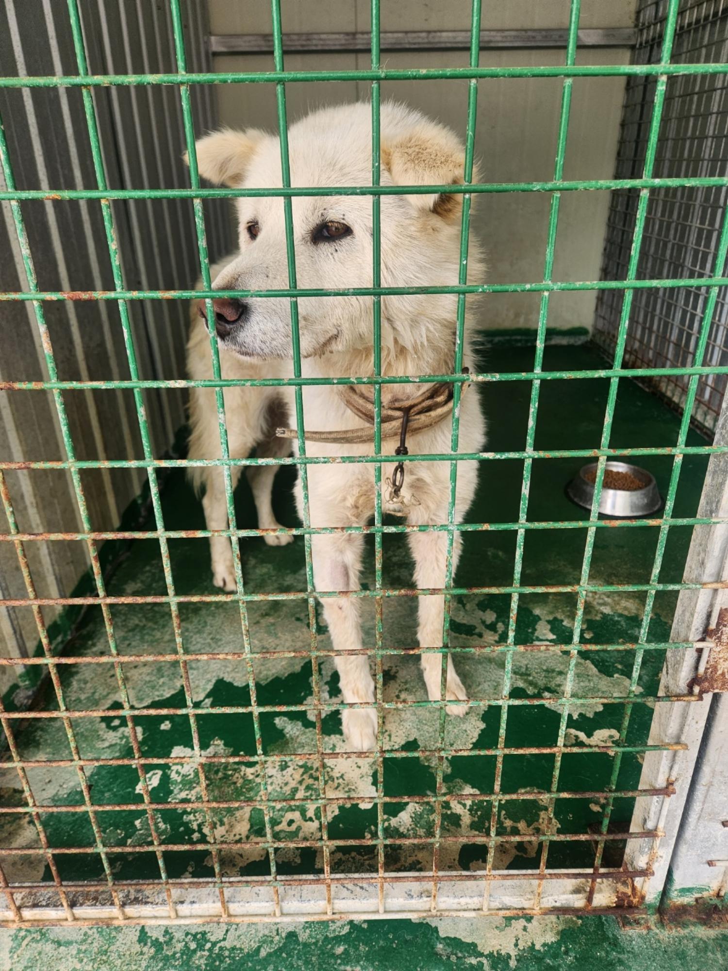 예천군유기동물보호소_447523202300364