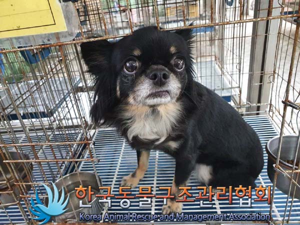 한국동물구조관리협회_411311202300387