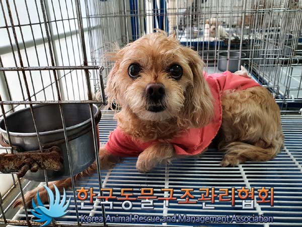 한국동물구조관리협회_411317202300122