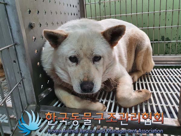 한국동물구조관리협회_441406202300715