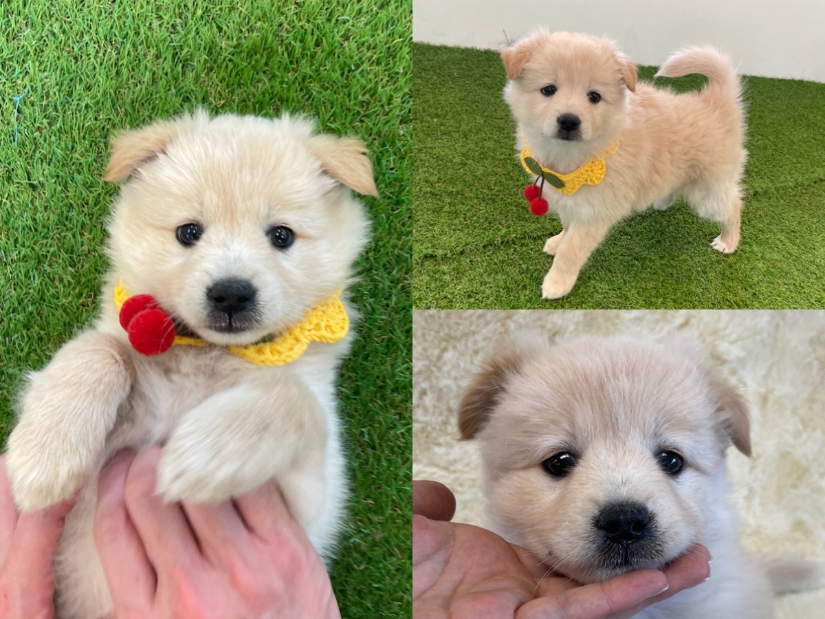경주동물사랑보호센터_447505202300514