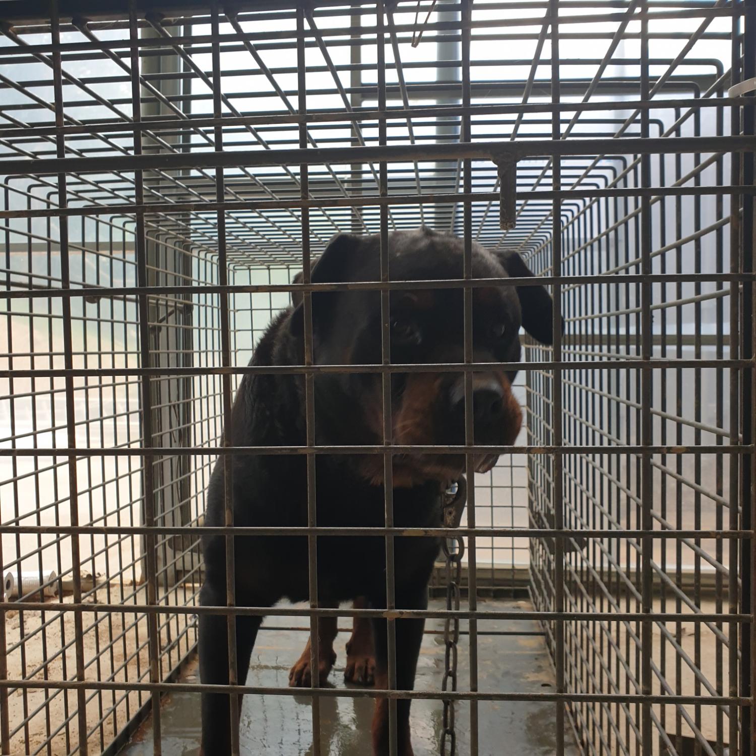 남양동물보호센터_441553202301546
