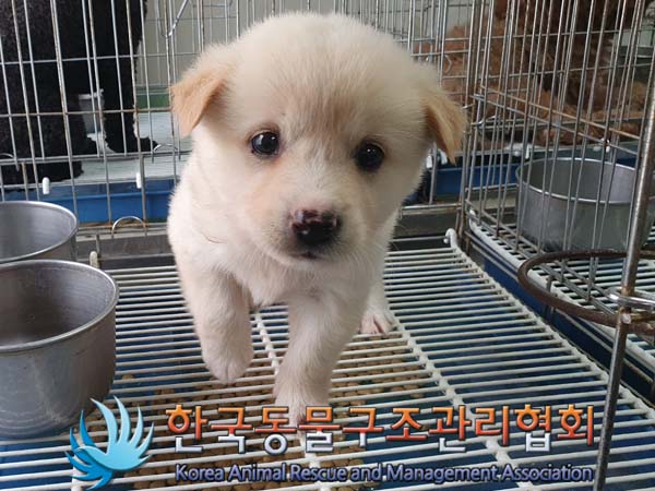 한국동물구조관리협회_441406202300713