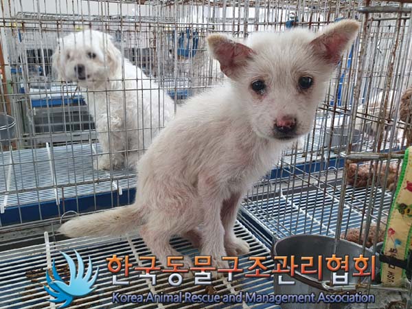 한국동물구조관리협회_441559202300383