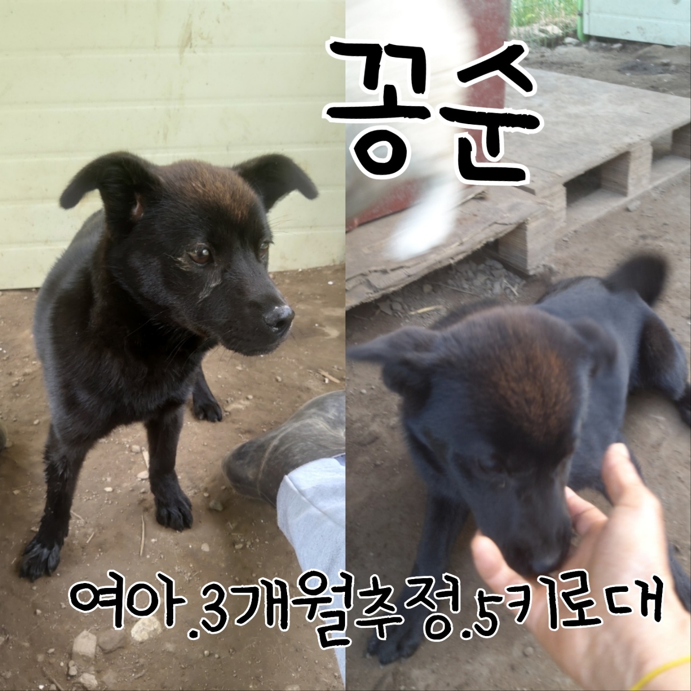 장성군동물보호센터_446498202300237