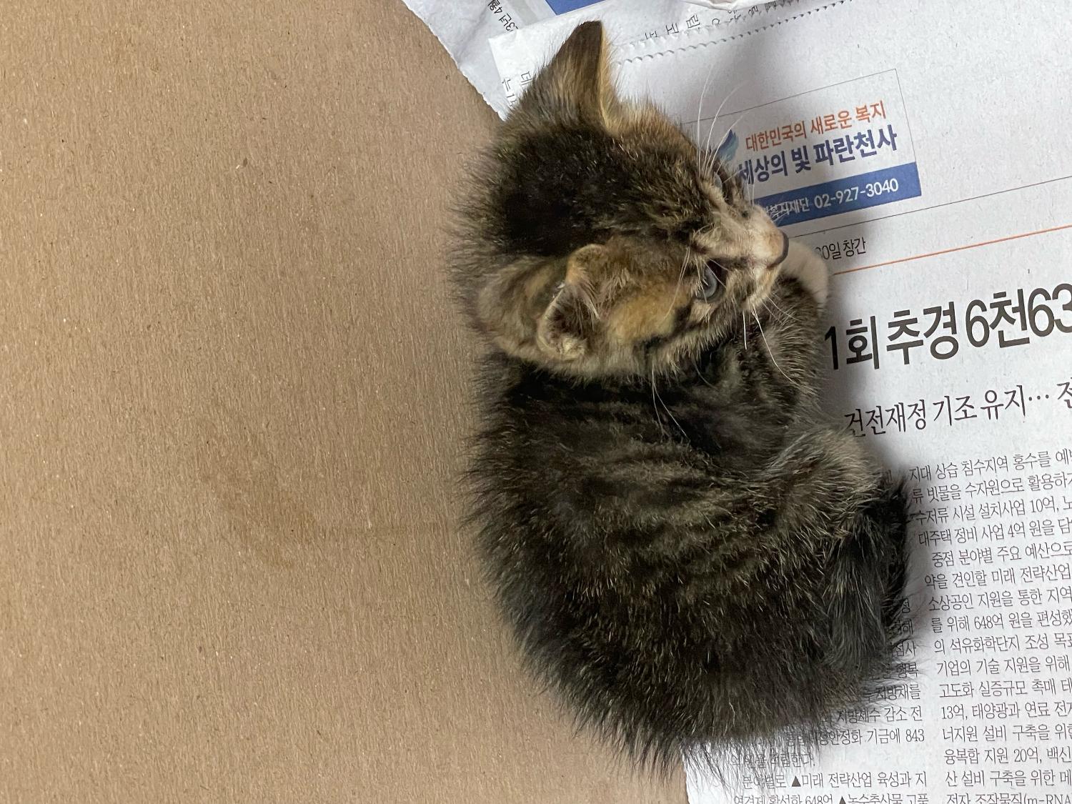 고령군 임시보호소_447520202300223
