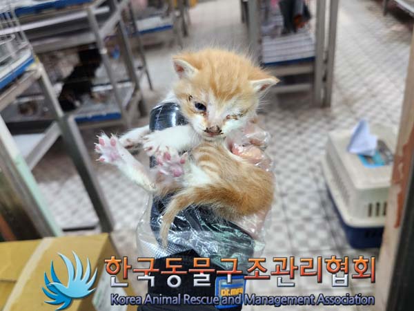 한국동물구조관리협회_441559202300384