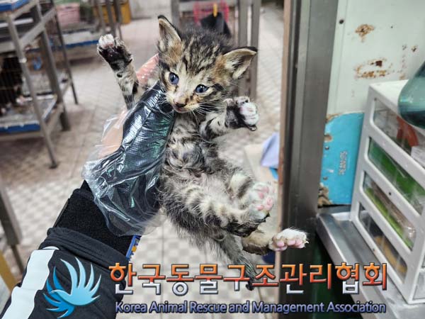 한국동물구조관리협회_411300202300178