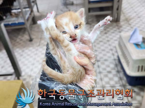 한국동물구조관리협회_441559202300386