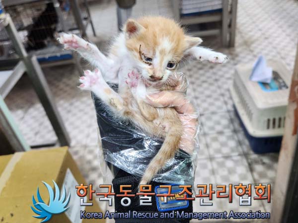 한국동물구조관리협회_441559202300387