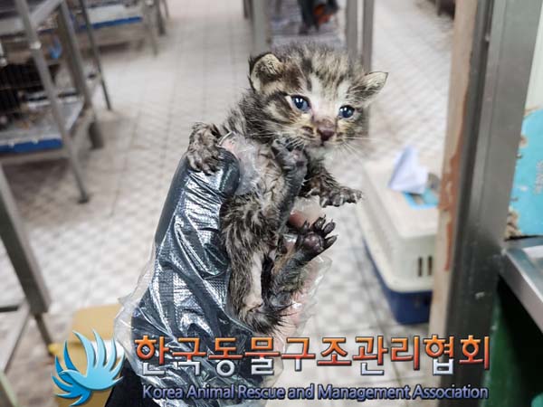 한국동물구조관리협회_411305202300252