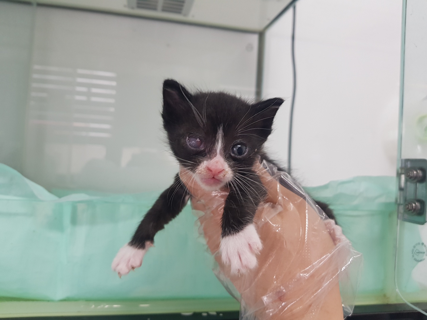 광주TNR동물병원송정_441554202300848