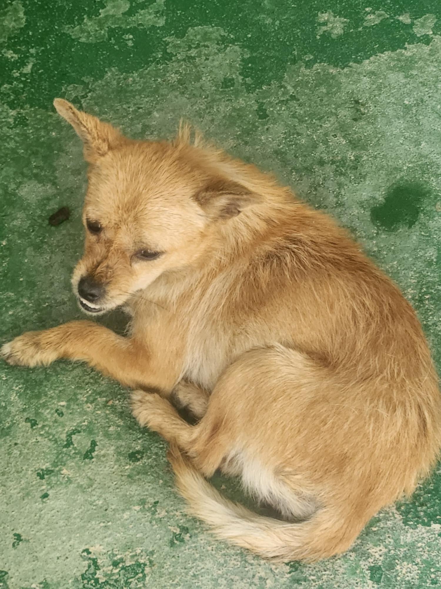 예천군유기동물보호소_447523202300365