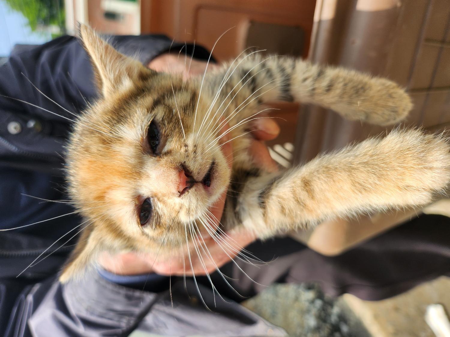 예산동물보호센터_444461202300365