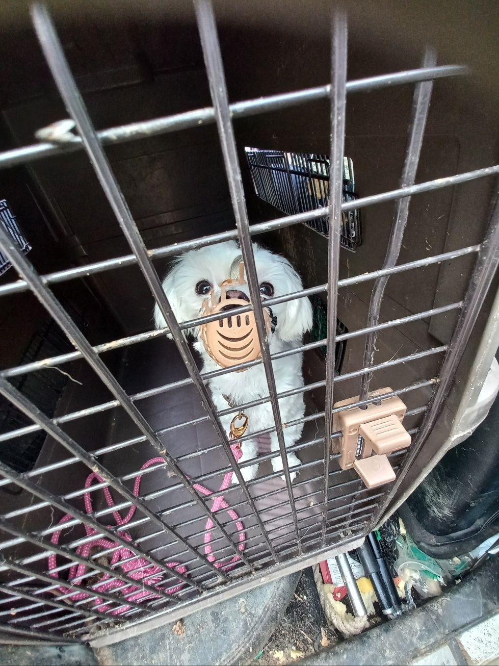 예산동물보호센터_444461202300375