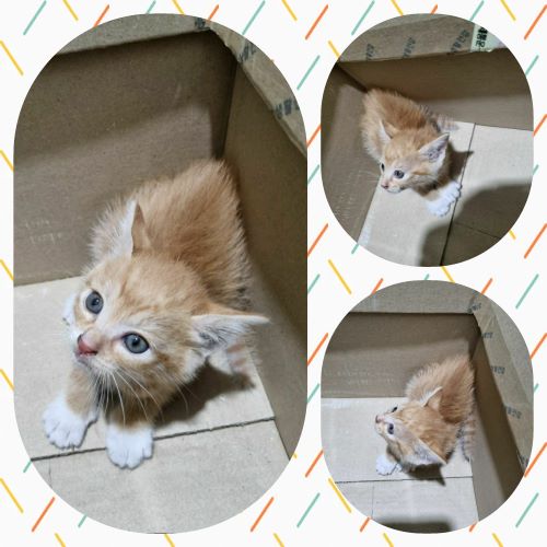 부안군 동물보호센터_445479202300315