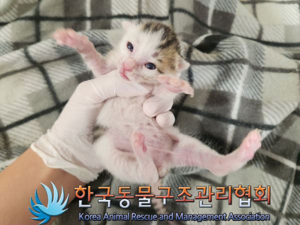 한국동물구조관리협회_441398202300196