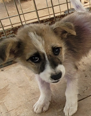 영천유기동물보호센터_447510202300150