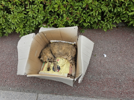 원주유기동물보호센터_442419202300287