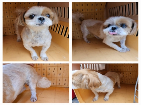 원주유기동물보호센터_442419202300289