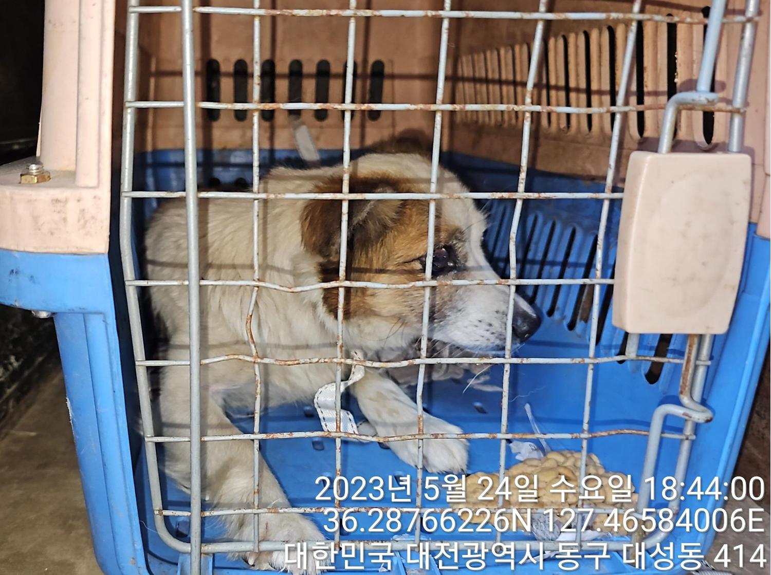 대전동물보호센터_430364202300170