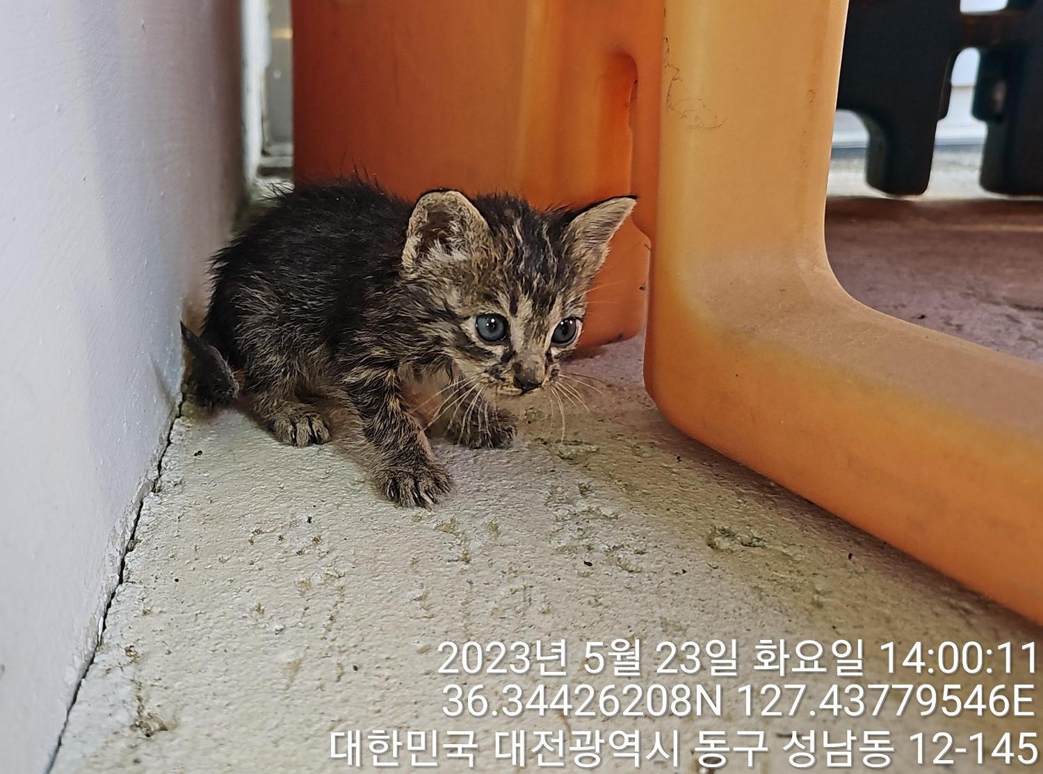 대전동물보호센터_430364202300166