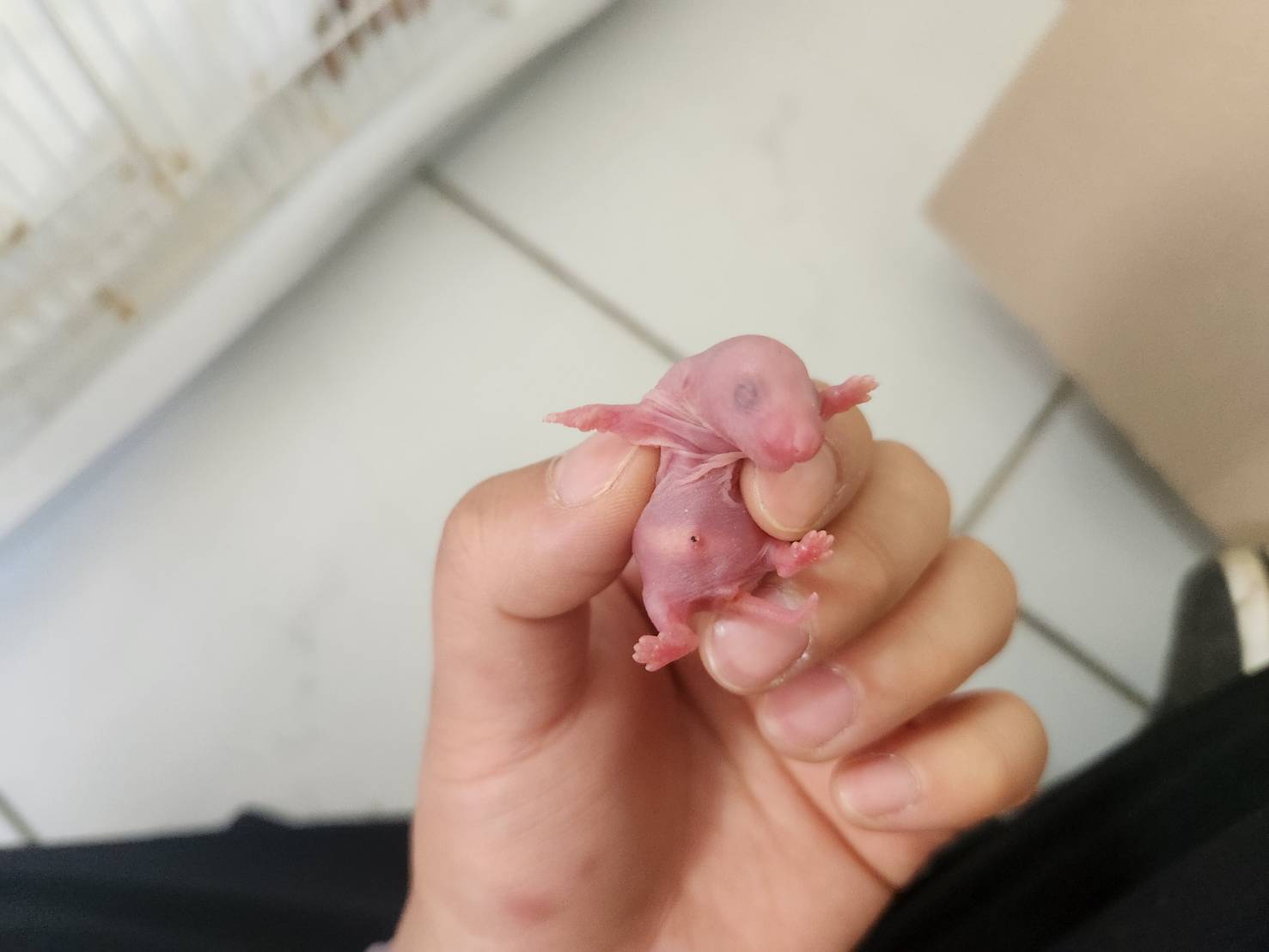 한국야생동물보호협회_441403202300194
