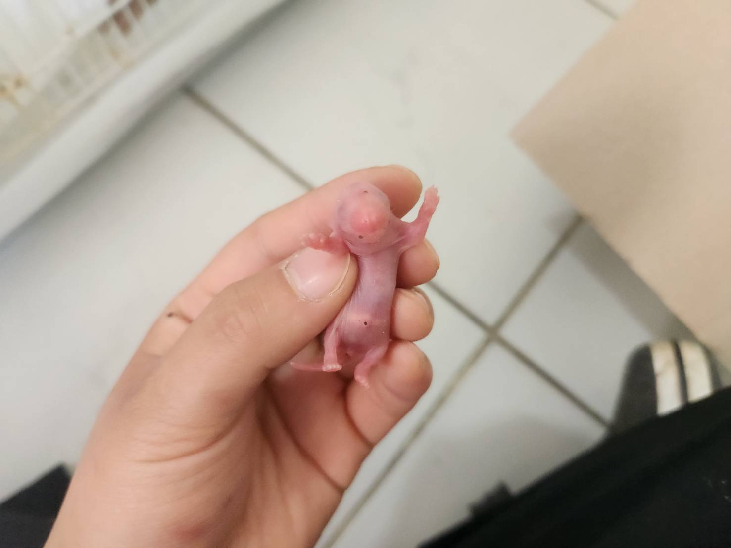 한국야생동물보호협회_441403202300198