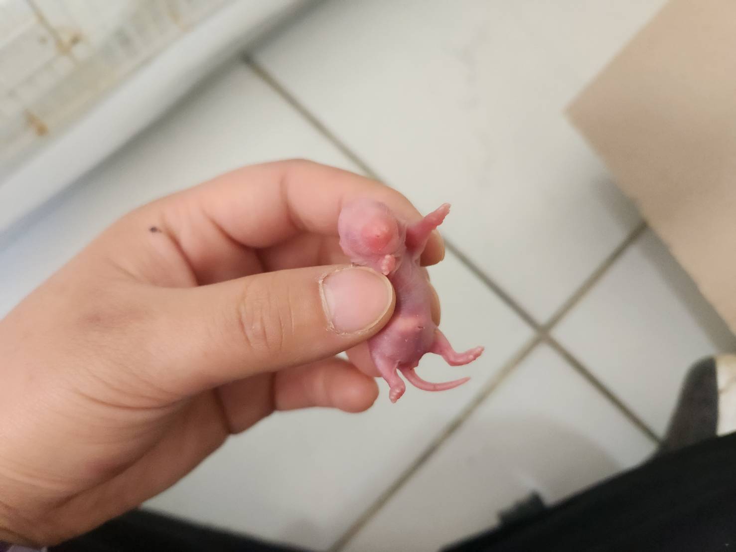 한국야생동물보호협회_441403202300196