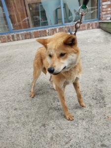 제주 동물보호센터_450650202301727