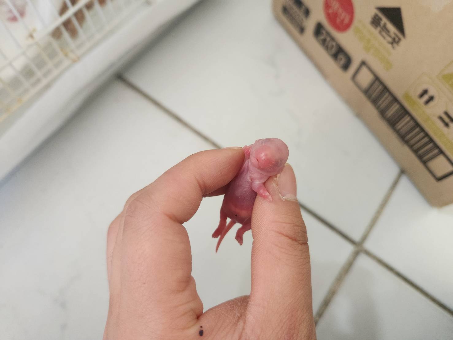 한국야생동물보호협회_441403202300193