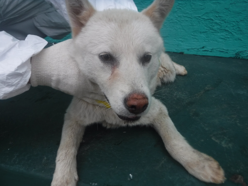 제주 동물보호센터_450650202301732