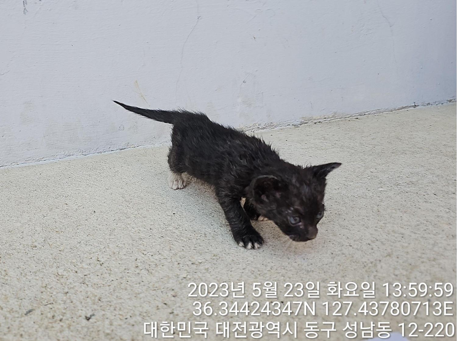 대전동물보호센터_430364202300167