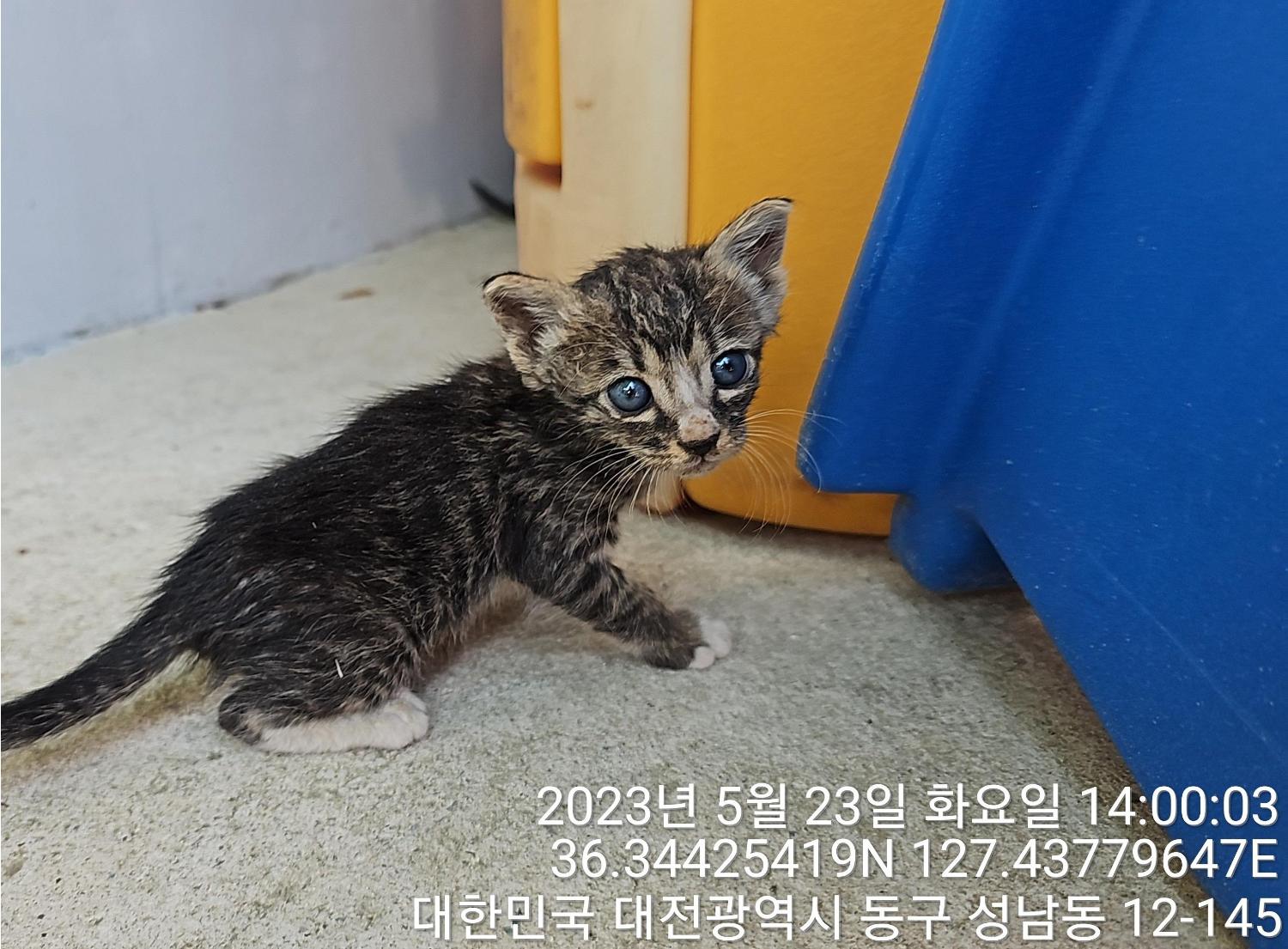 대전동물보호센터_430364202300168