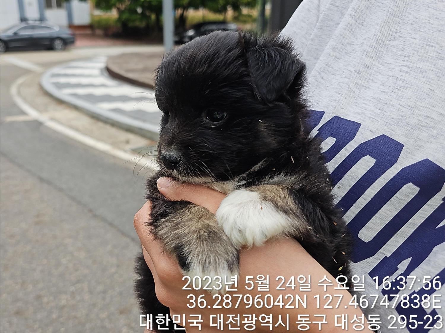 대전동물보호센터_430364202300171