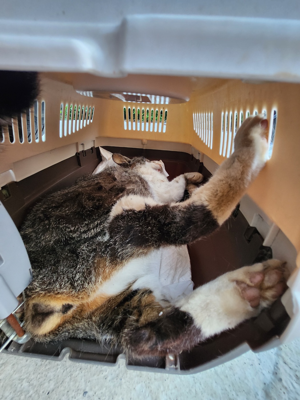 거제시유기동물보호소_448537202300620