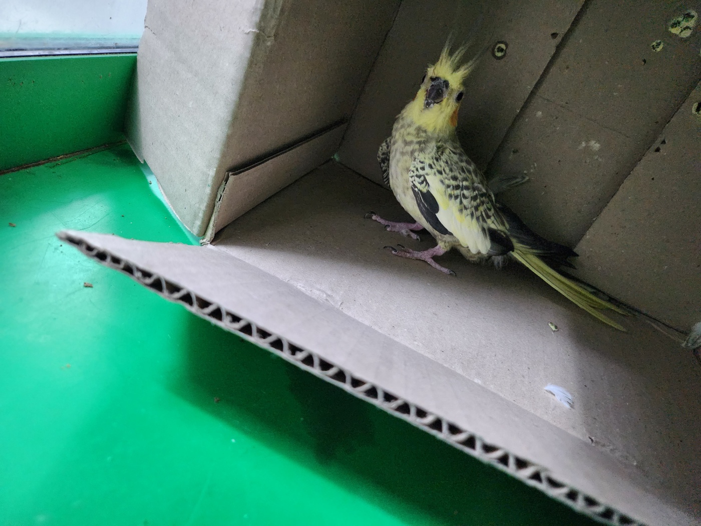 인천광역시수의사회_428353202300685